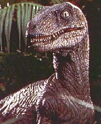 raptor face raptor face