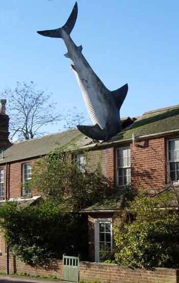 Shark house Shark house